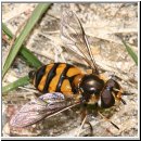 Didea fasciata - Gelbe Breitbauchschwebfliege w02.jpg